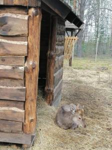 Фотография Серебристый лес 3